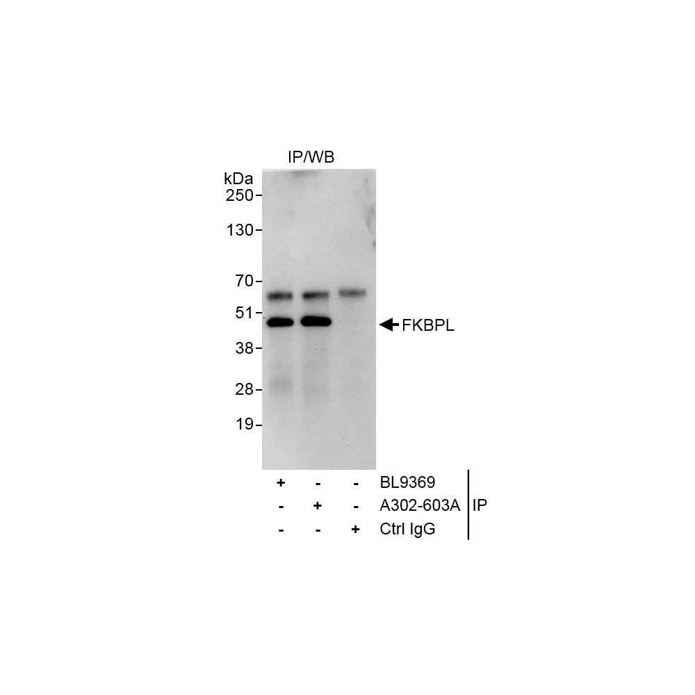 Rabbit anti-FKBPL Antibody, Affinity Purified