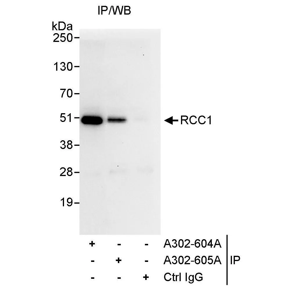 Rabbit anti-RCC1 Antibody, Affinity Purified