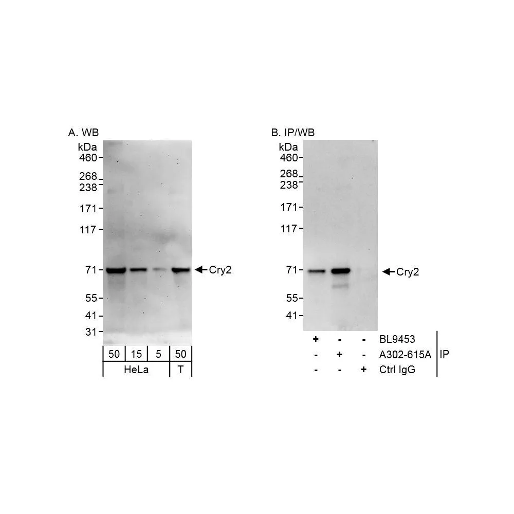 Rabbit anti-Cry2 Antibody, Affinity Purified
