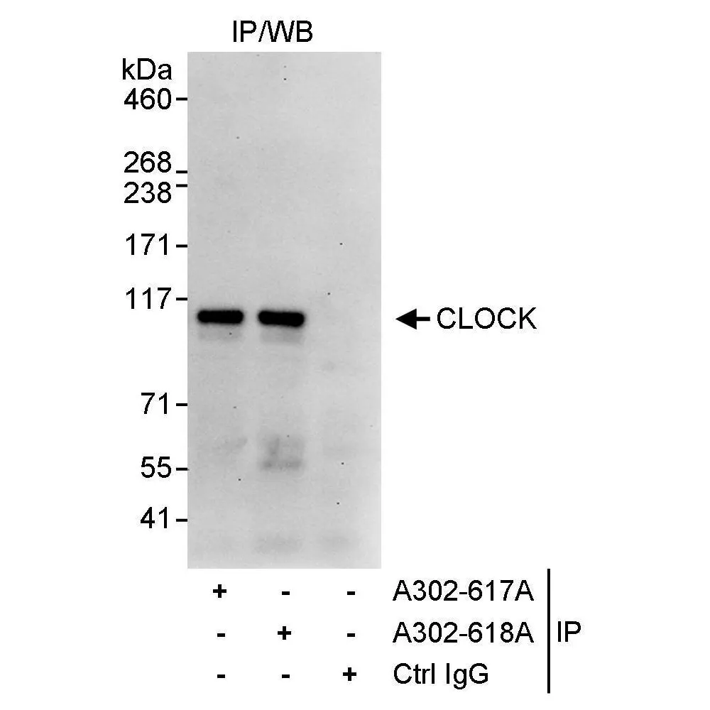 Rabbit anti-CLOCK Antibody, Affinity Purified