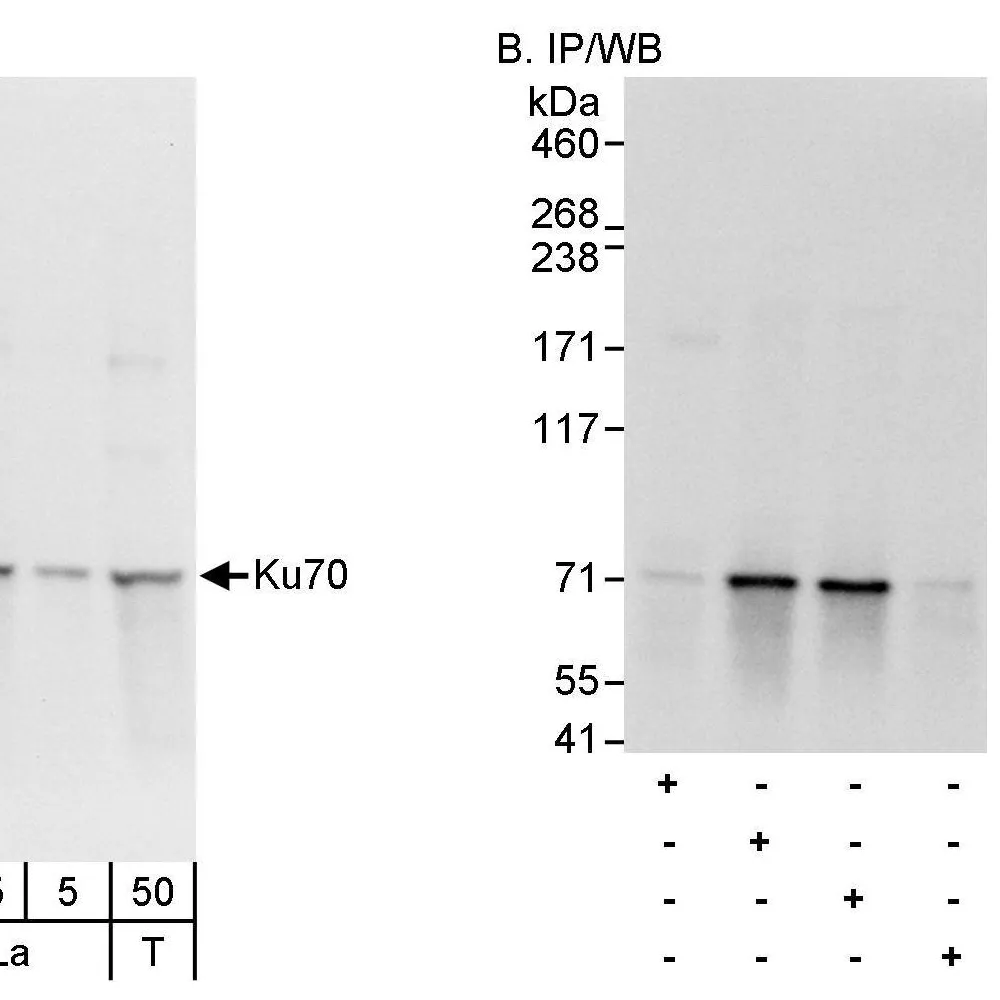 Rabbit anti-Ku70 Antibody, Affinity Purified