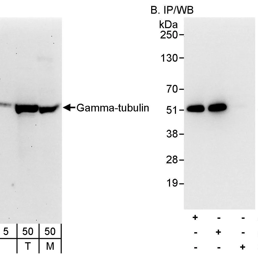 Rabbit anti-Gamma-Tubulin Antibody, Affinity Purified
