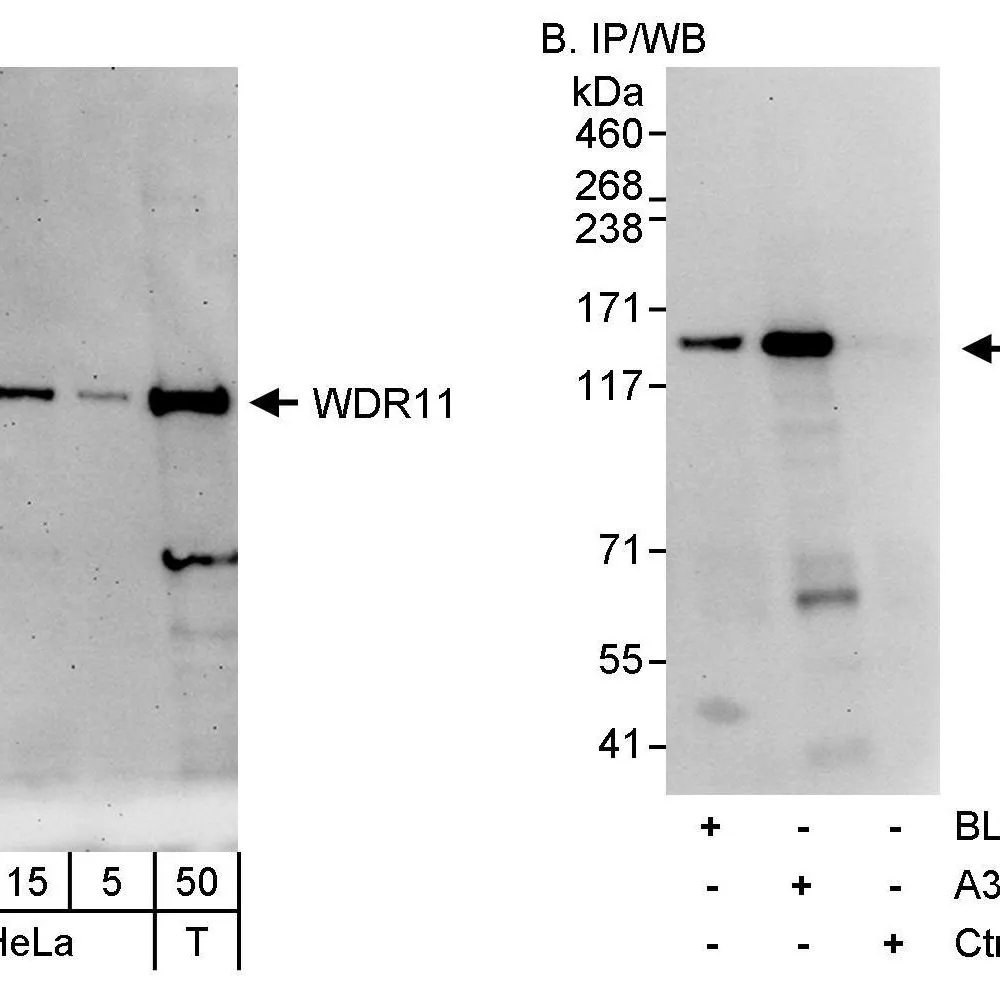Rabbit anti-WDR11 Antibody, Affinity Purified