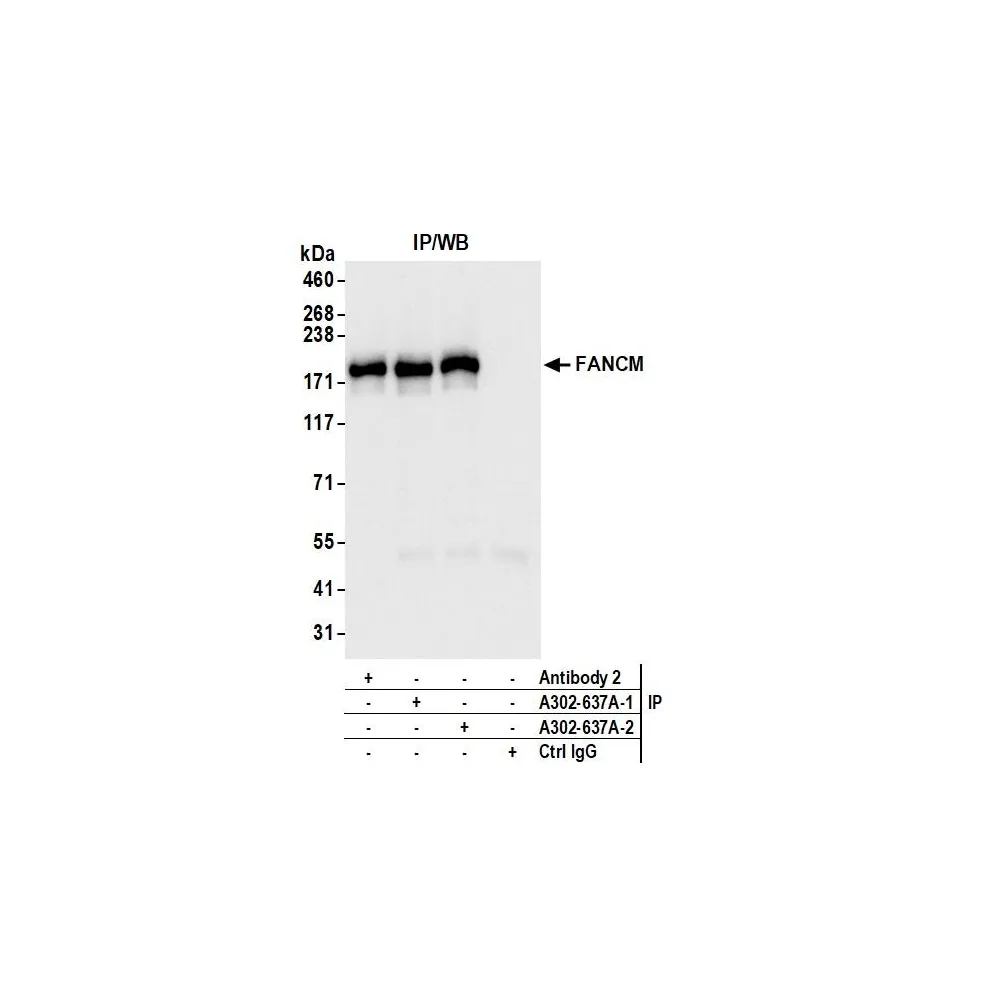 Rabbit anti-FANCM Antibody, Affinity Purified