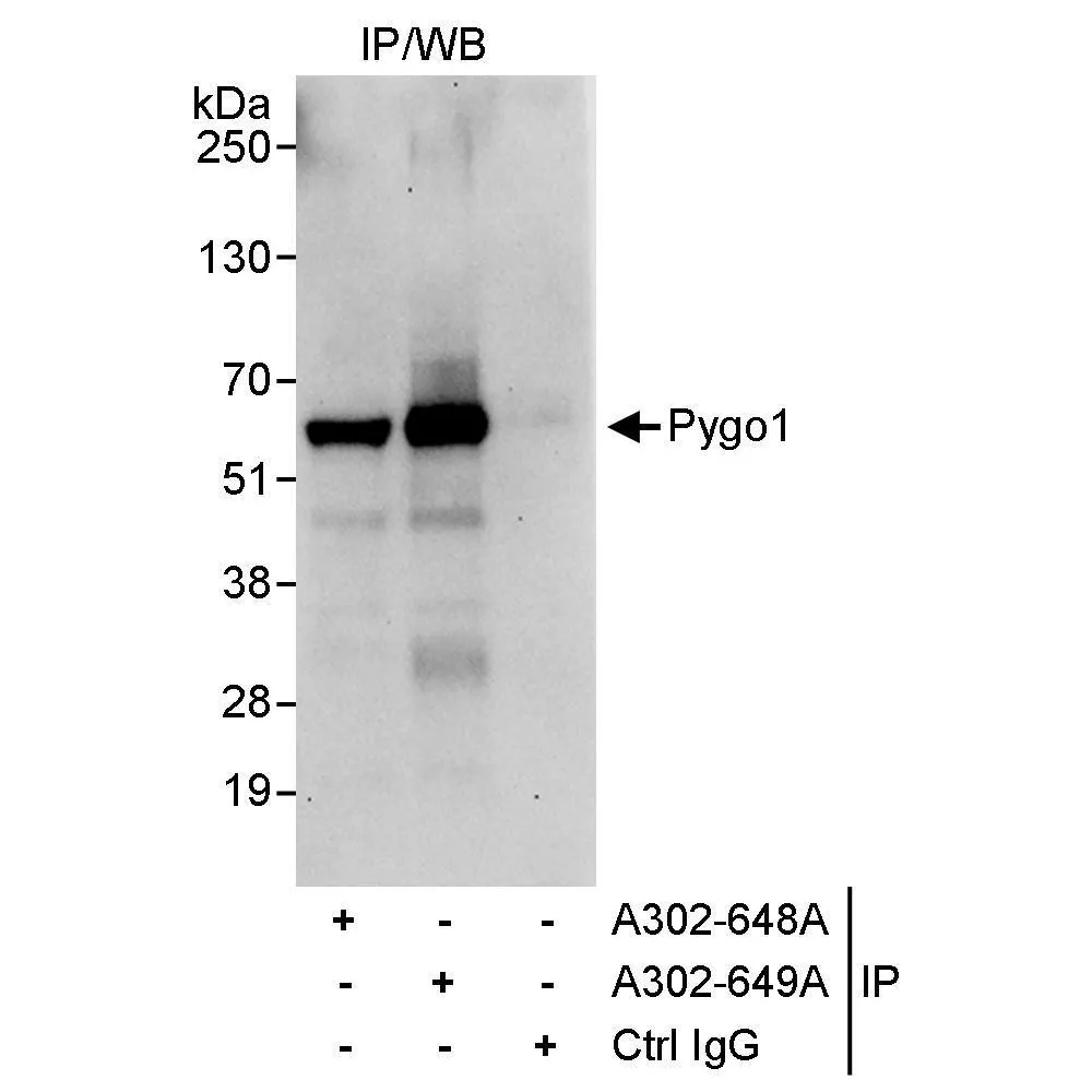 Rabbit anti-Pygo1 Antibody, Affinity Purified