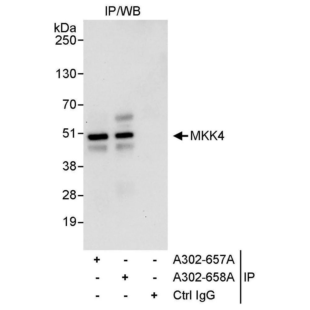 Rabbit anti-MKK4 Antibody, Affinity Purified
