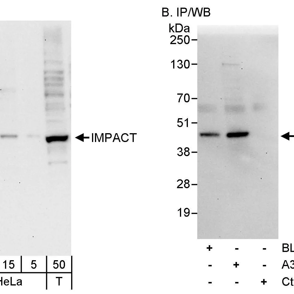 Rabbit anti-IMPACT Antibody, Affinity Purified