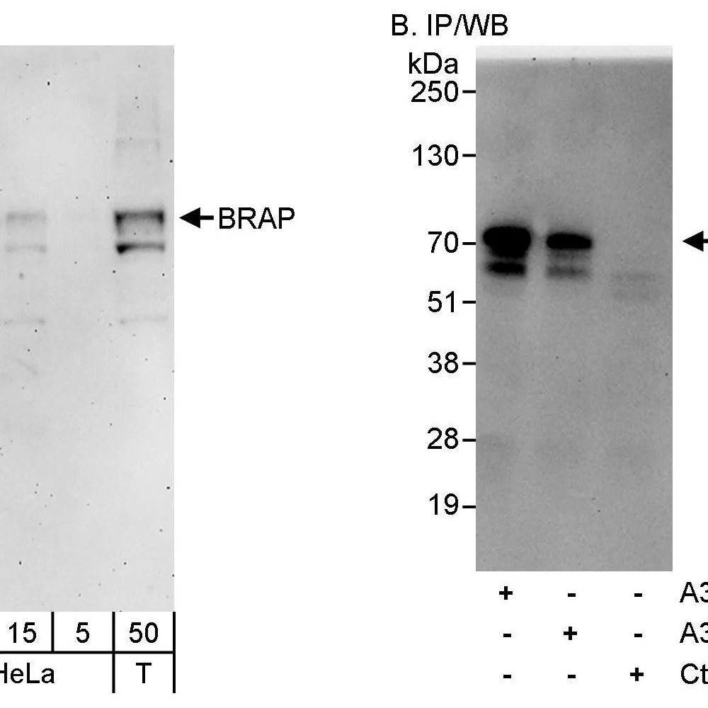Rabbit anti-BRAP Antibody, Affinity Purified