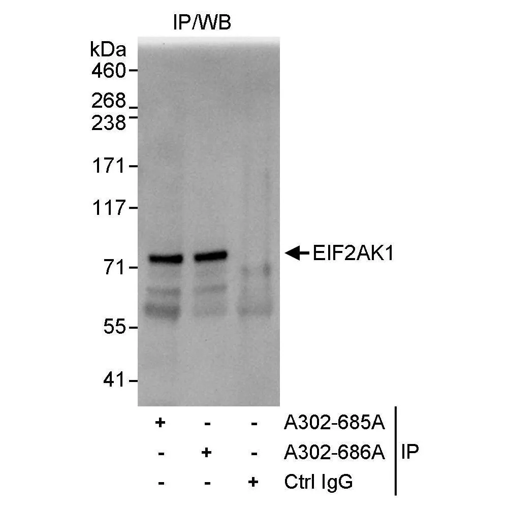 Rabbit anti-EIF2AK1 Antibody, Affinity Purified