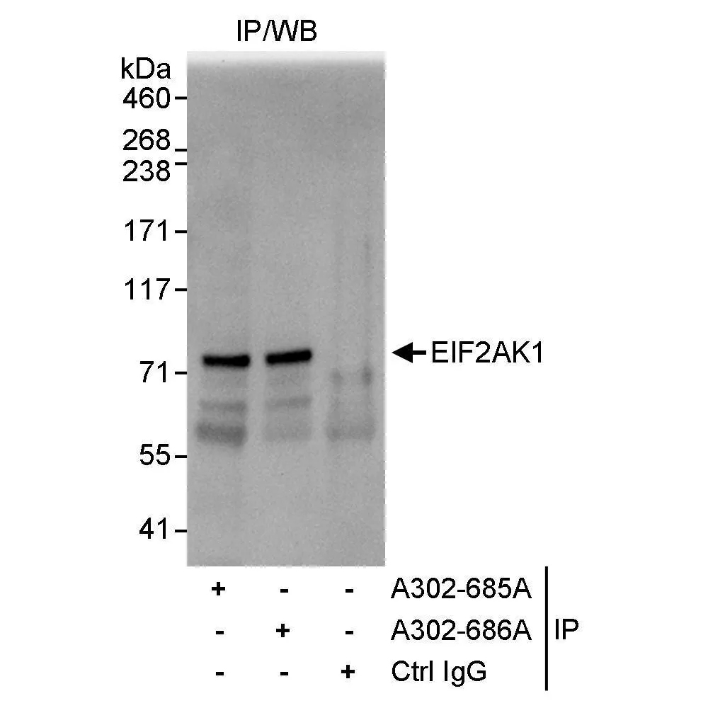 Rabbit anti-EIF2AK1 Antibody, Affinity Purified