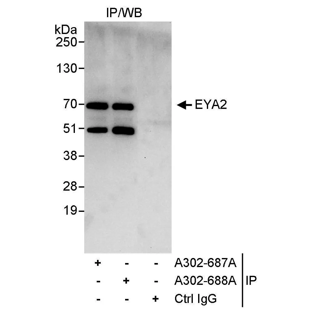 Rabbit anti-EYA2 Antibody, Affinity Purified
