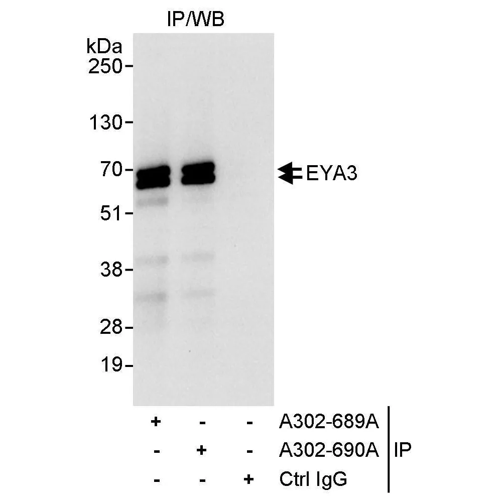 Rabbit anti-EYA3 Antibody, Affinity Purified