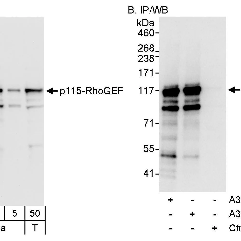 Rabbit anti-p115-RhoGEF Antibody, Affinity Purified