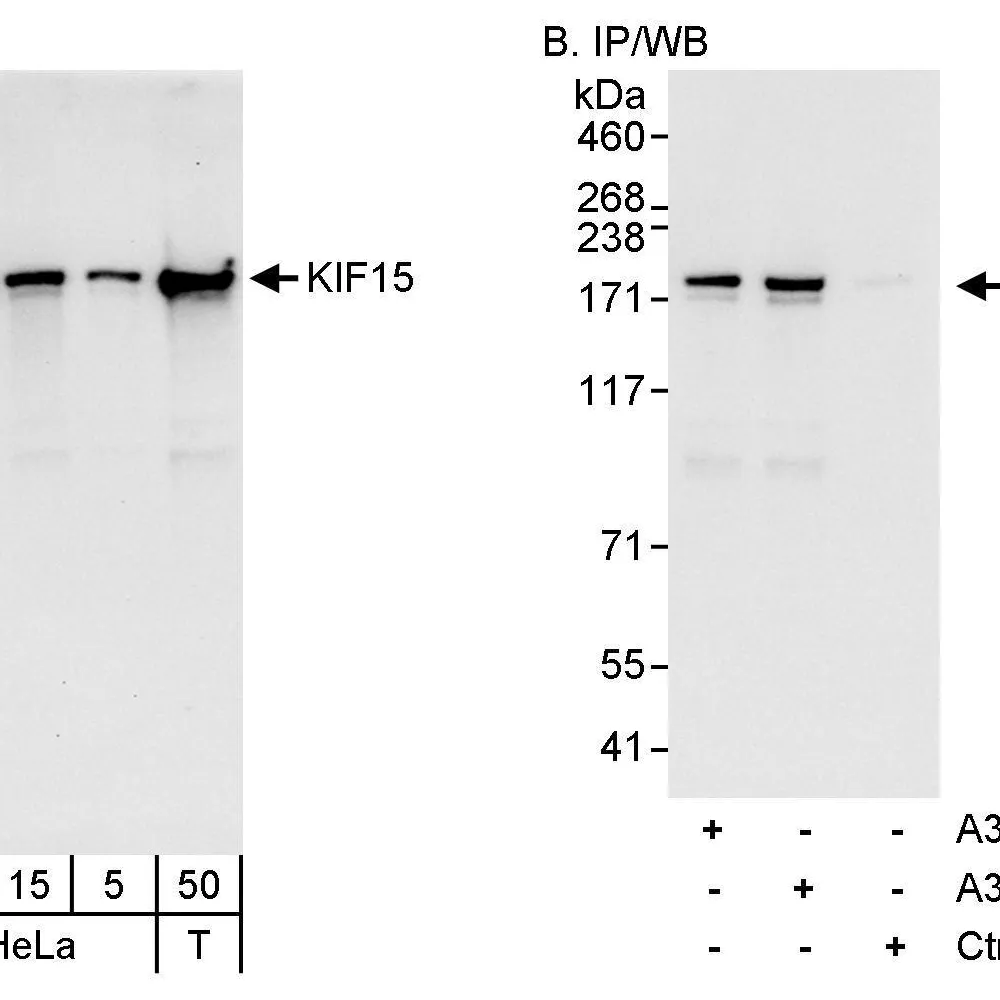 Rabbit anti-KIF15 Antibody, Affinity Purified