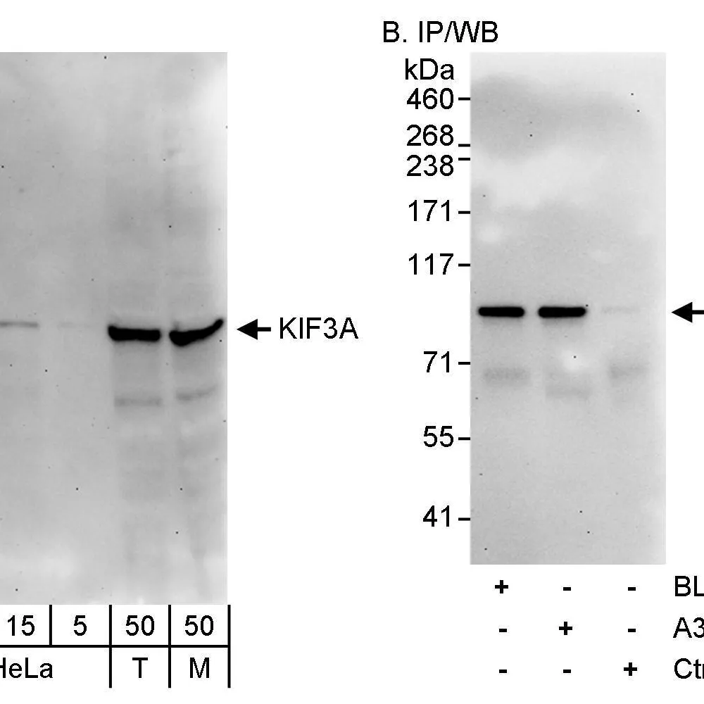Rabbit anti-KIF3A Antibody, Affinity Purified