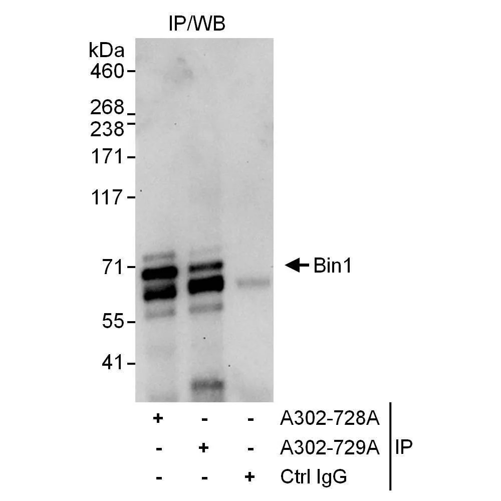 Rabbit anti-Bin1 Antibody, Affinity Purified