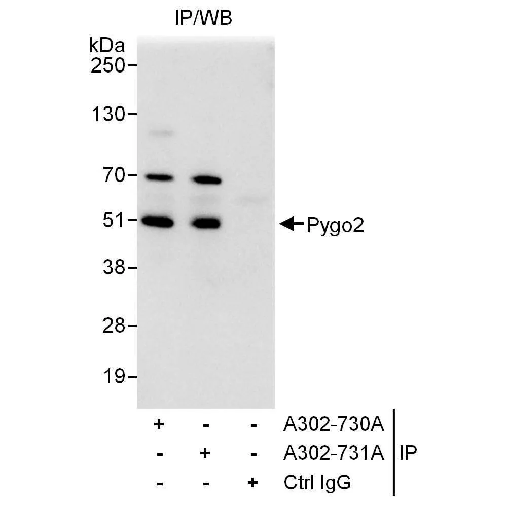 Rabbit anti-Pygo2 Antibody, Affinity Purified