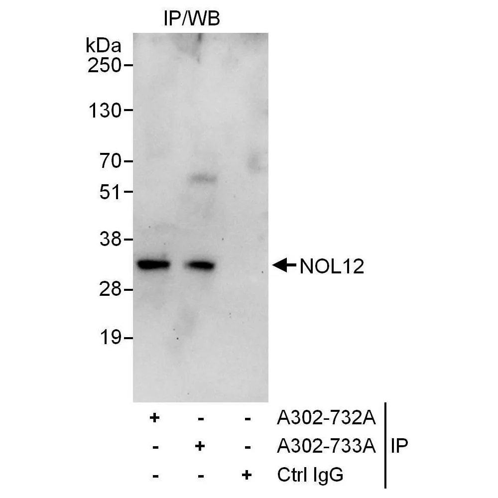Rabbit anti-NOL12 Antibody, Affinity Purified