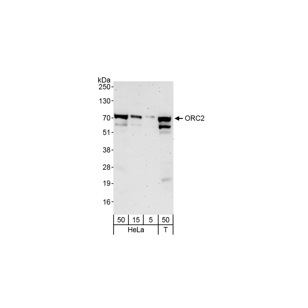 Rabbit anti-ORC2 Antibody, Affinity Purified