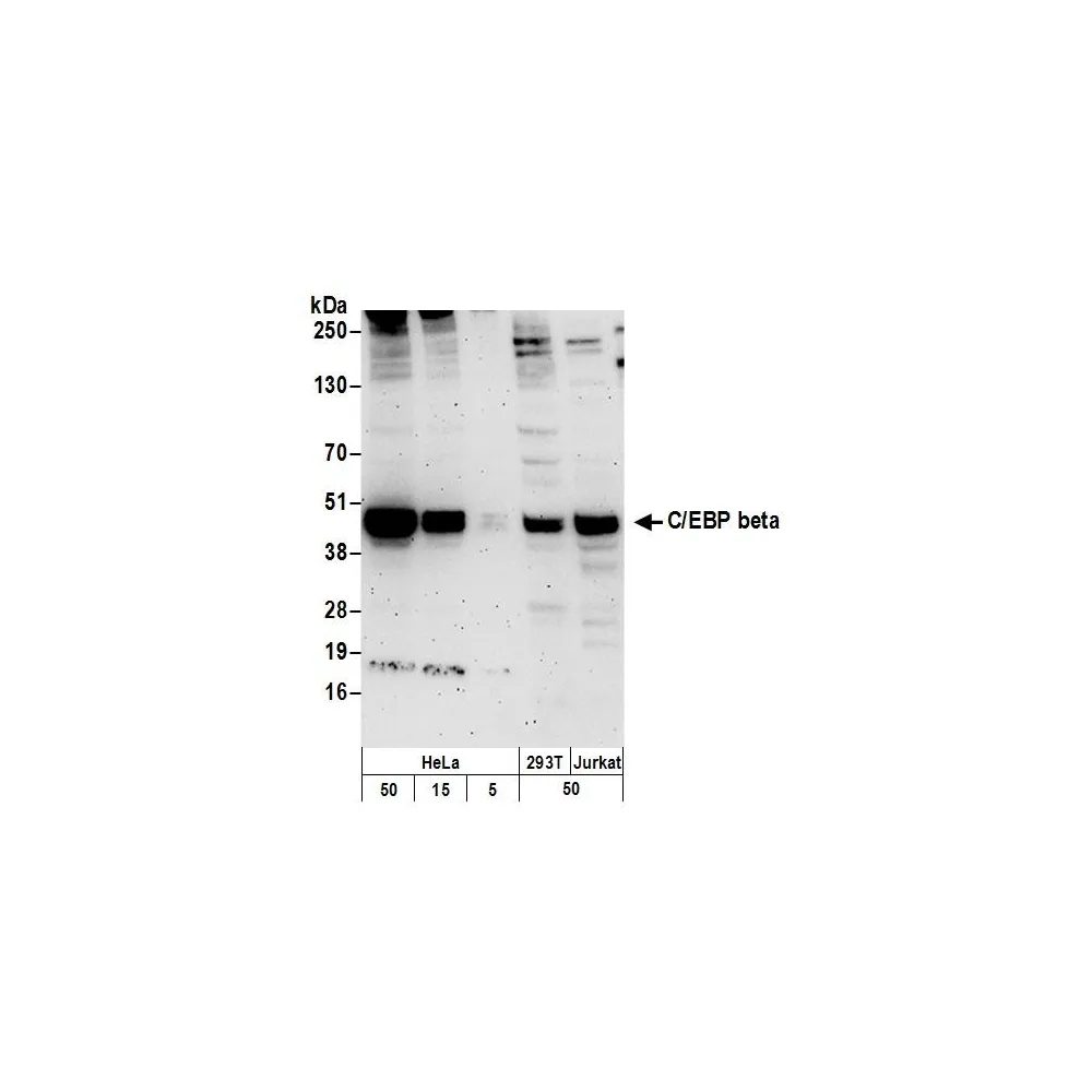 Rabbit anti-C/EBP beta Antibody, Affinity Purified