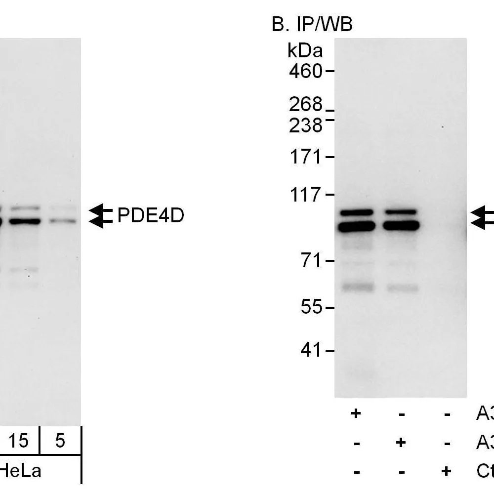 Rabbit anti-PDE4D Antibody, Affinity Purified