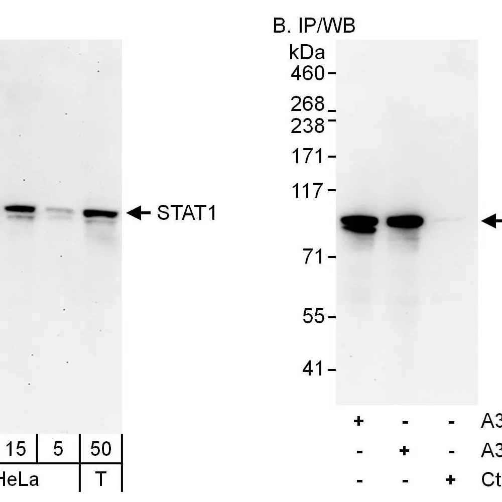 Rabbit anti-STAT1 Antibody, Affinity Purified