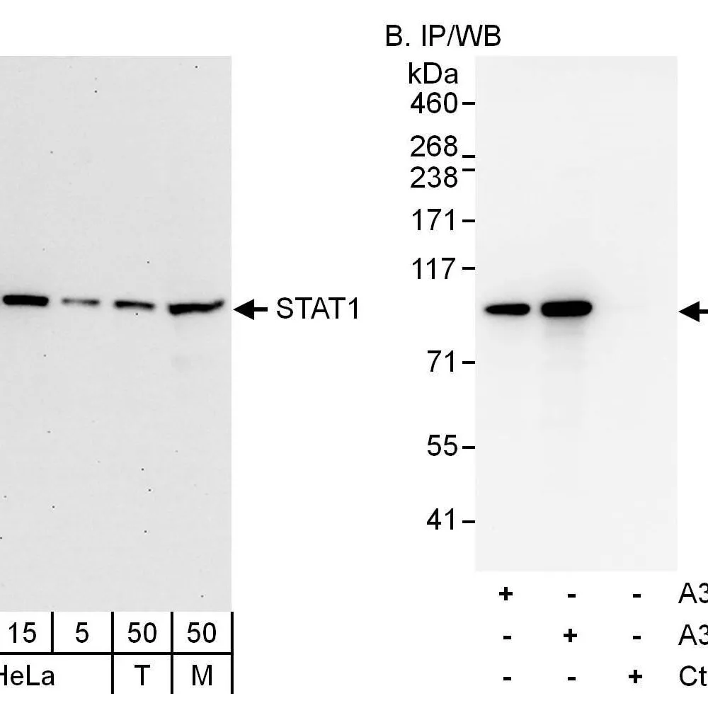 Rabbit anti-STAT1 Antibody, Affinity Purified