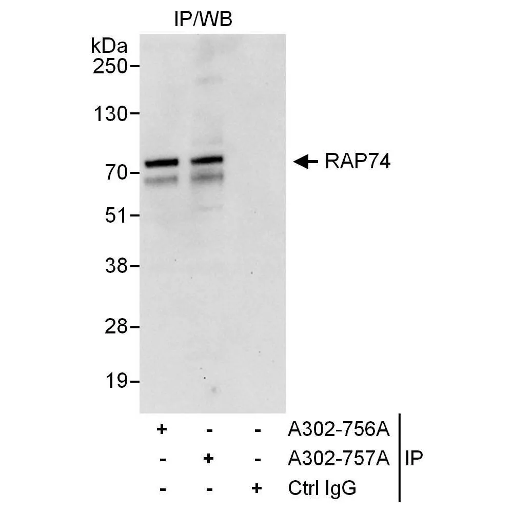Rabbit anti-RAP74 Antibody, Affinity Purified