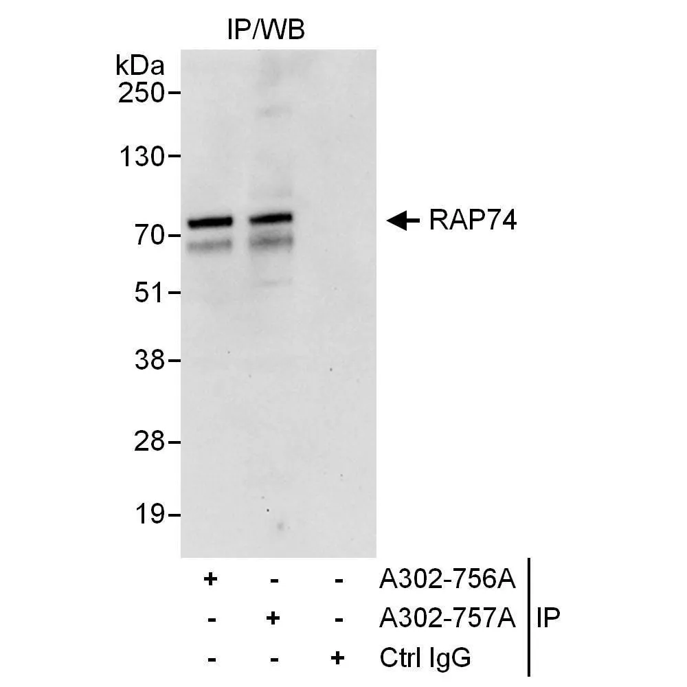 Rabbit anti-RAP74 Antibody, Affinity Purified