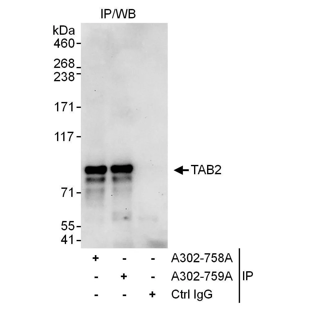 Rabbit anti-TAB2 Antibody, Affinity Purified