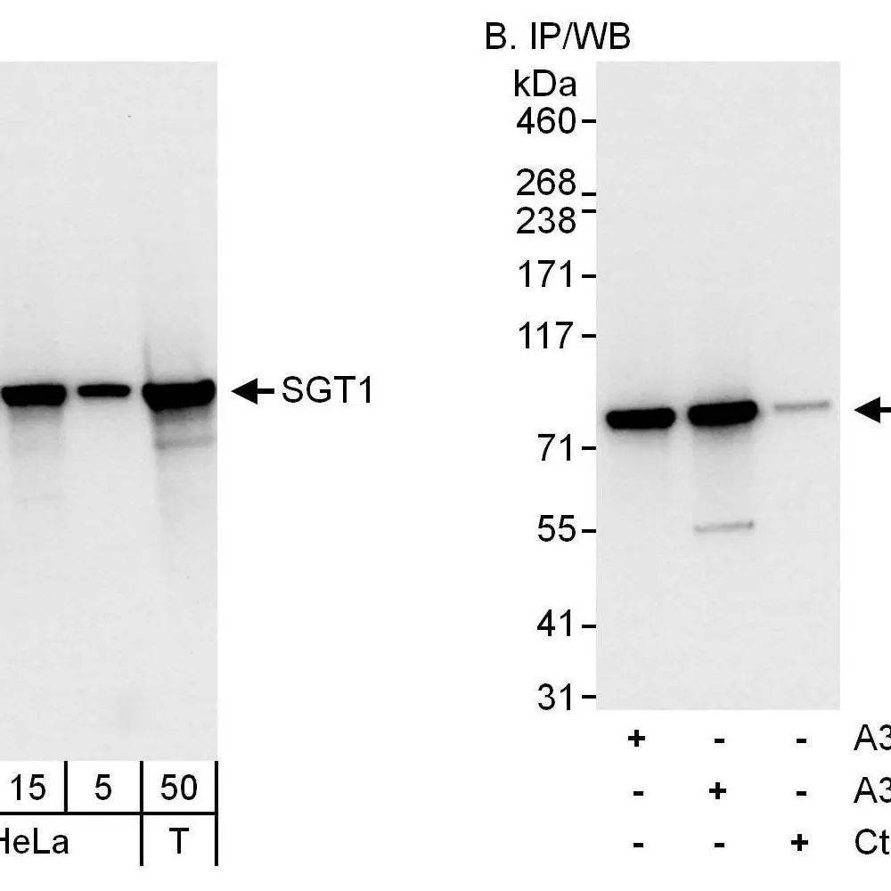 Rabbit anti-SGT1 Antibody, Affinity Purified