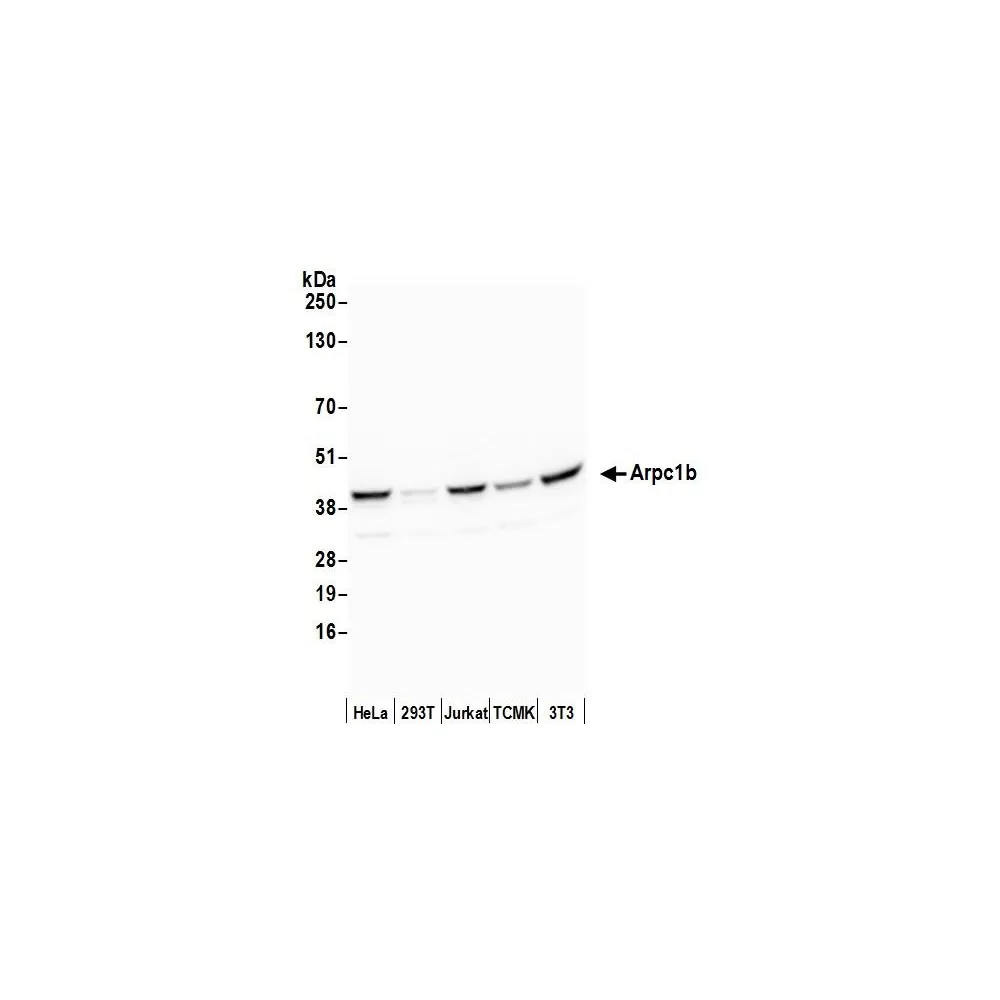 Rabbit anti-Arpc1b Antibody, Affinity Purified