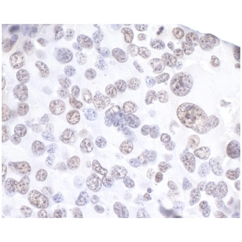 Rabbit anti-API5 Antibody, Affinity Purified