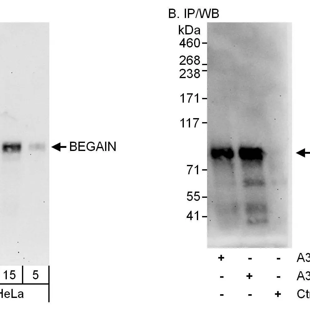 Rabbit anti-BEGAIN Antibody, Affinity Purified