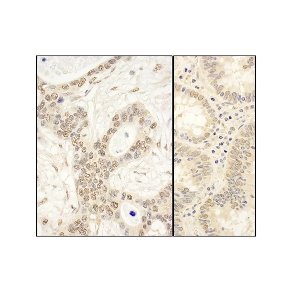 Rabbit anti-FAF1 Antibody, Affinity Purified