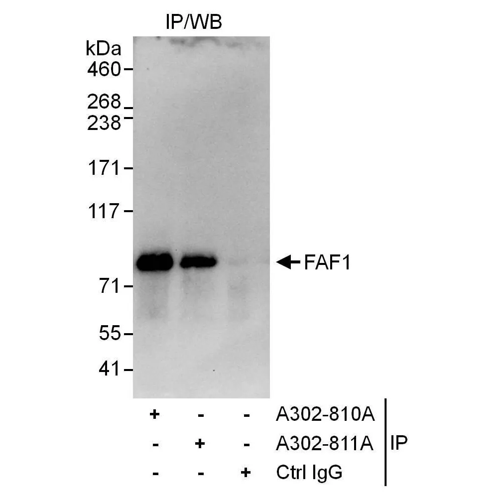 Rabbit anti-FAF1 Antibody, Affinity Purified