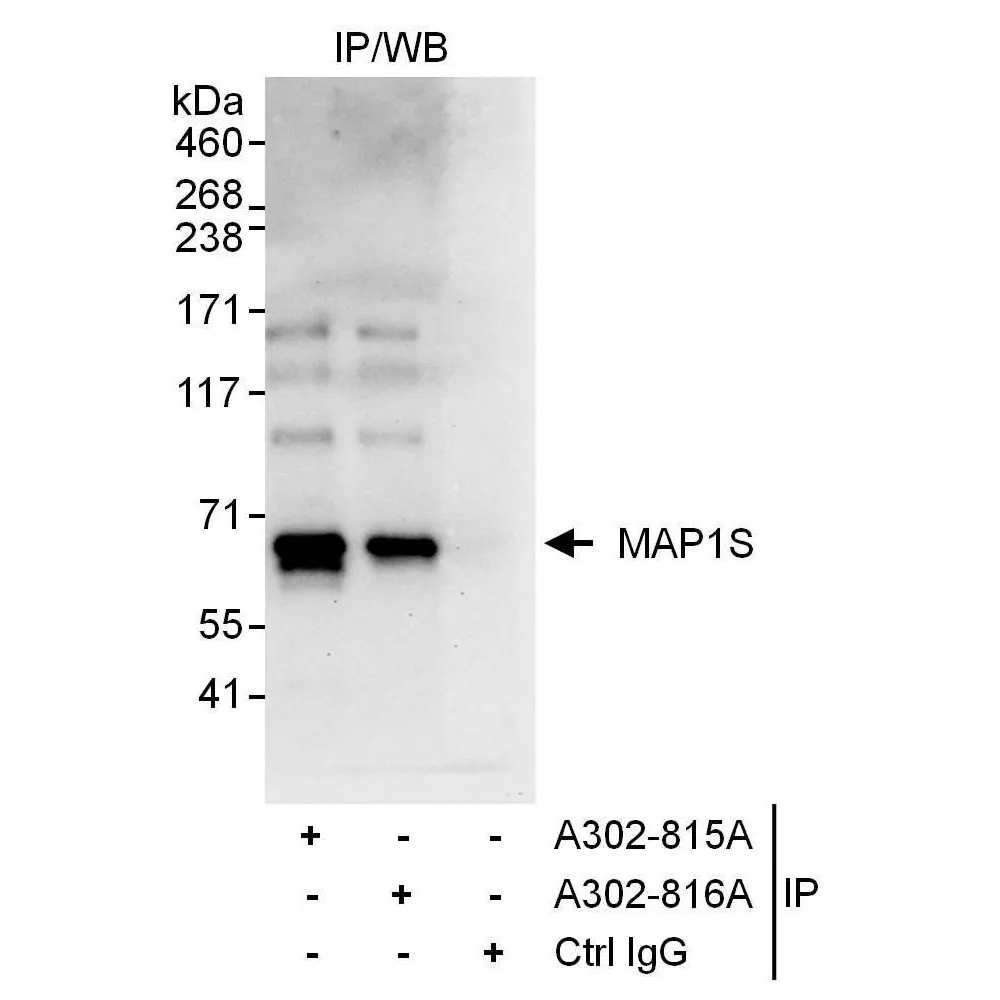 Rabbit anti-MAP1S Antibody, Affinity Purified