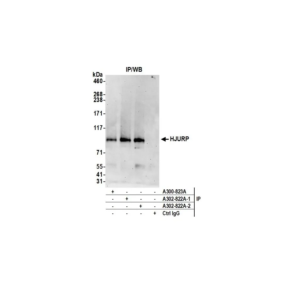Rabbit anti-HJURP Antibody, Affinity Purified
