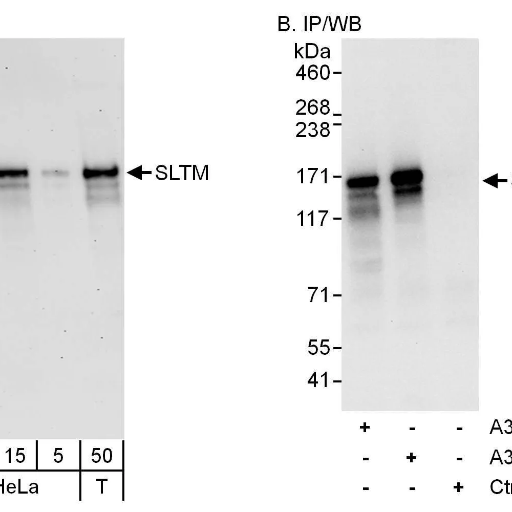 Rabbit anti-SLTM Antibody, Affinity Purified