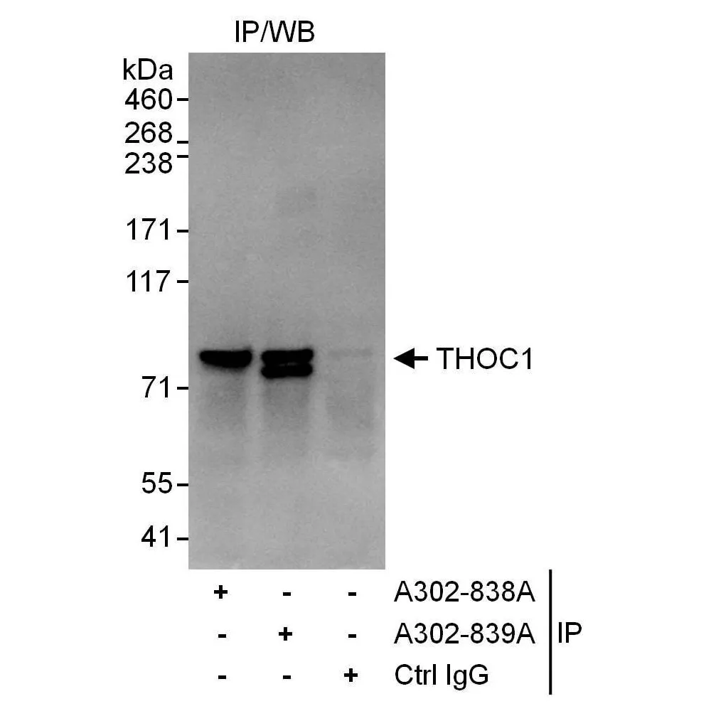 Rabbit anti-THOC1 Antibody, Affinity Purified