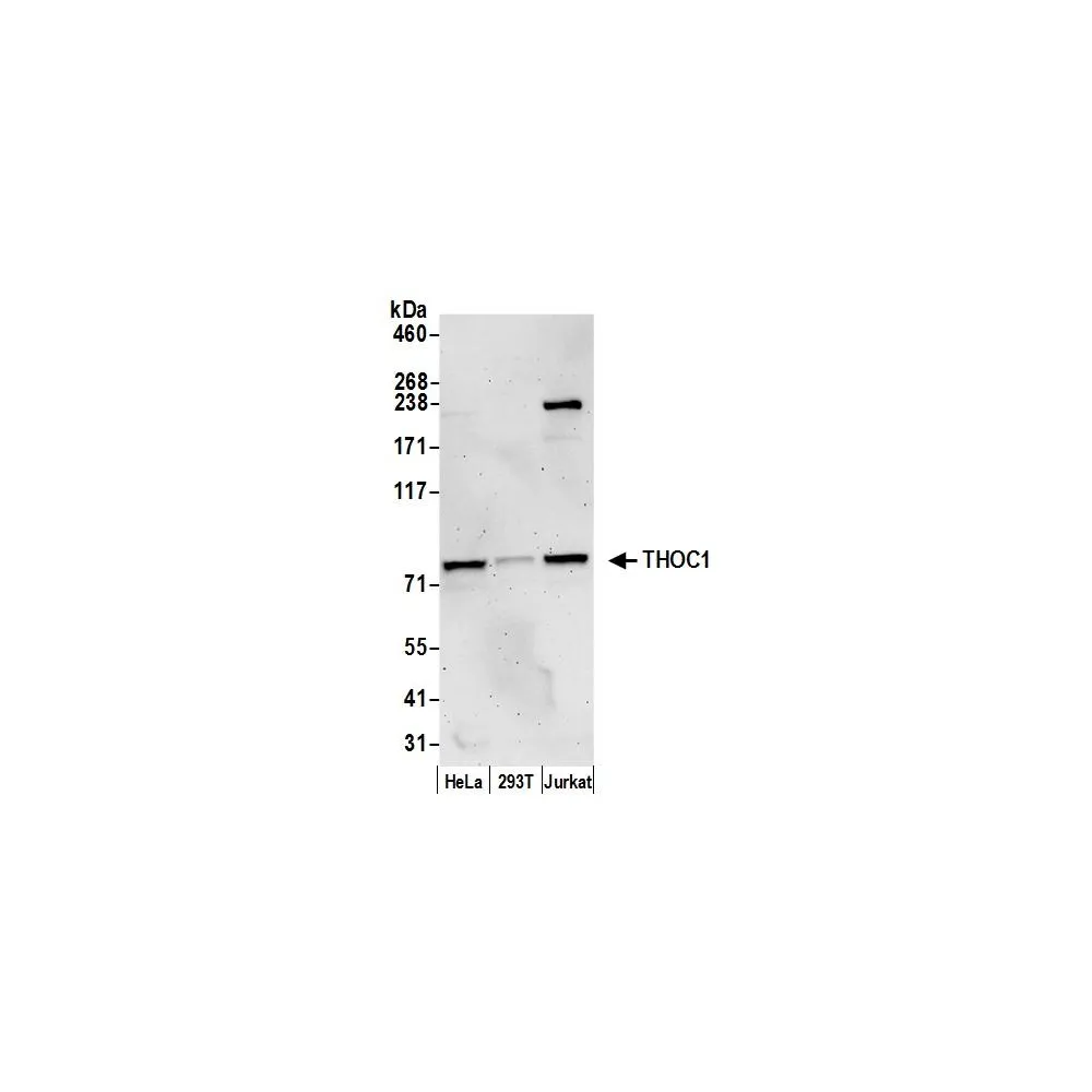 Rabbit anti-THOC1 Antibody, Affinity Purified