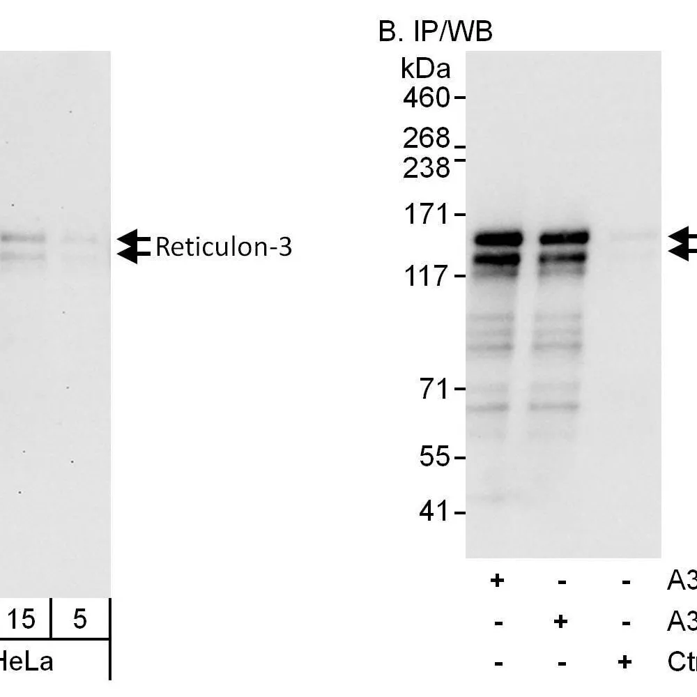 Rabbit anti-Reticulon-3 Antibody, Affinity Purified