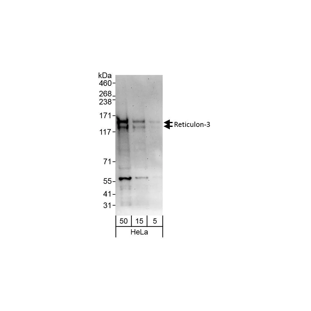 Rabbit anti-Reticulon-3 Antibody, Affinity Purified