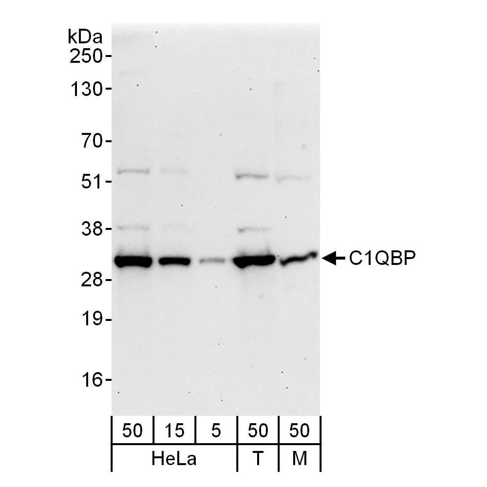 Rabbit anti-C1QBP Antibody, Affinity Purified