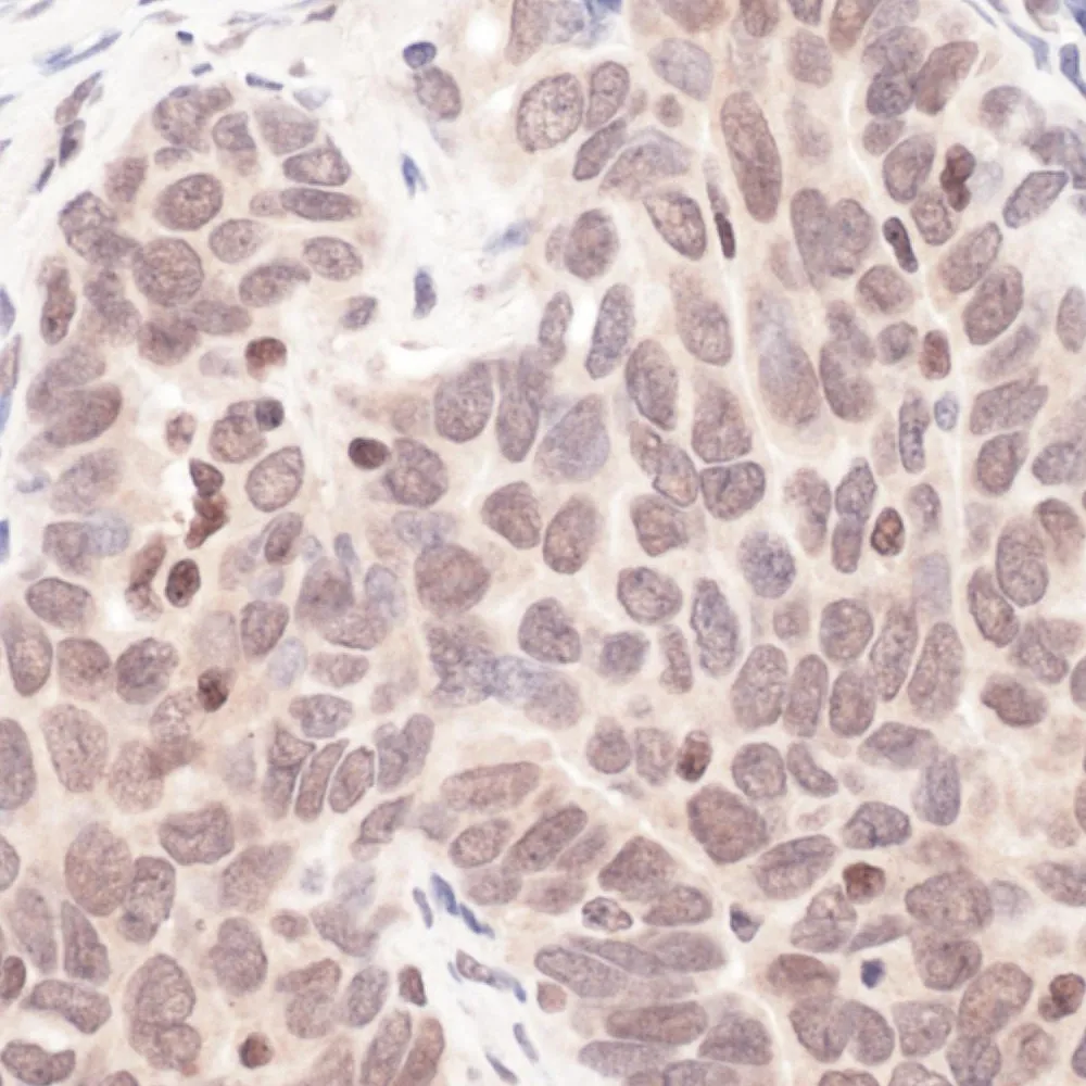 Rabbit anti-MAX Antibody, Affinity Purified