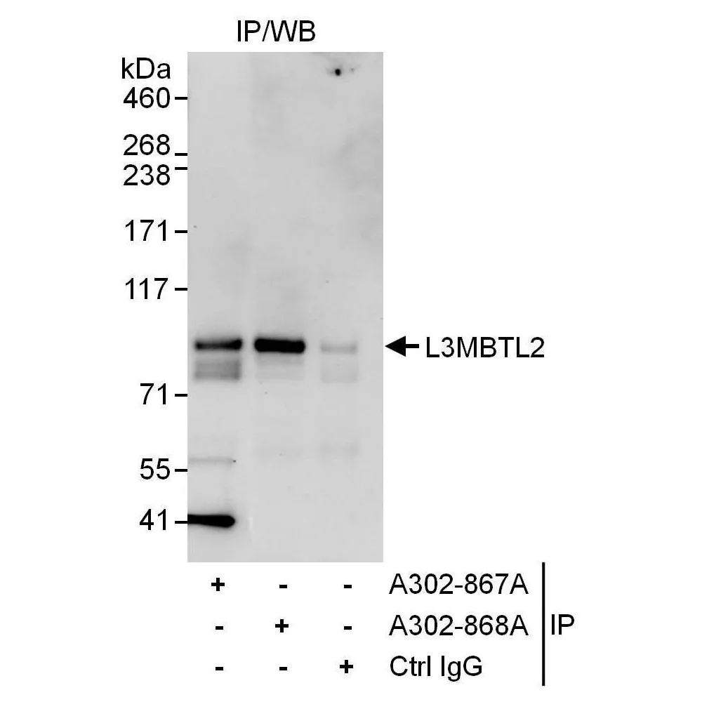 Rabbit anti-L3MBTL2 Antibody, Affinity Purified