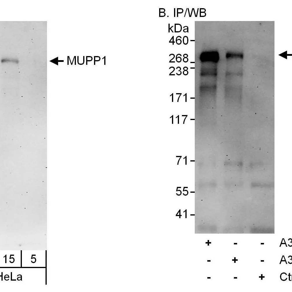 Rabbit anti-MUPP1 Antibody, Affinity Purified