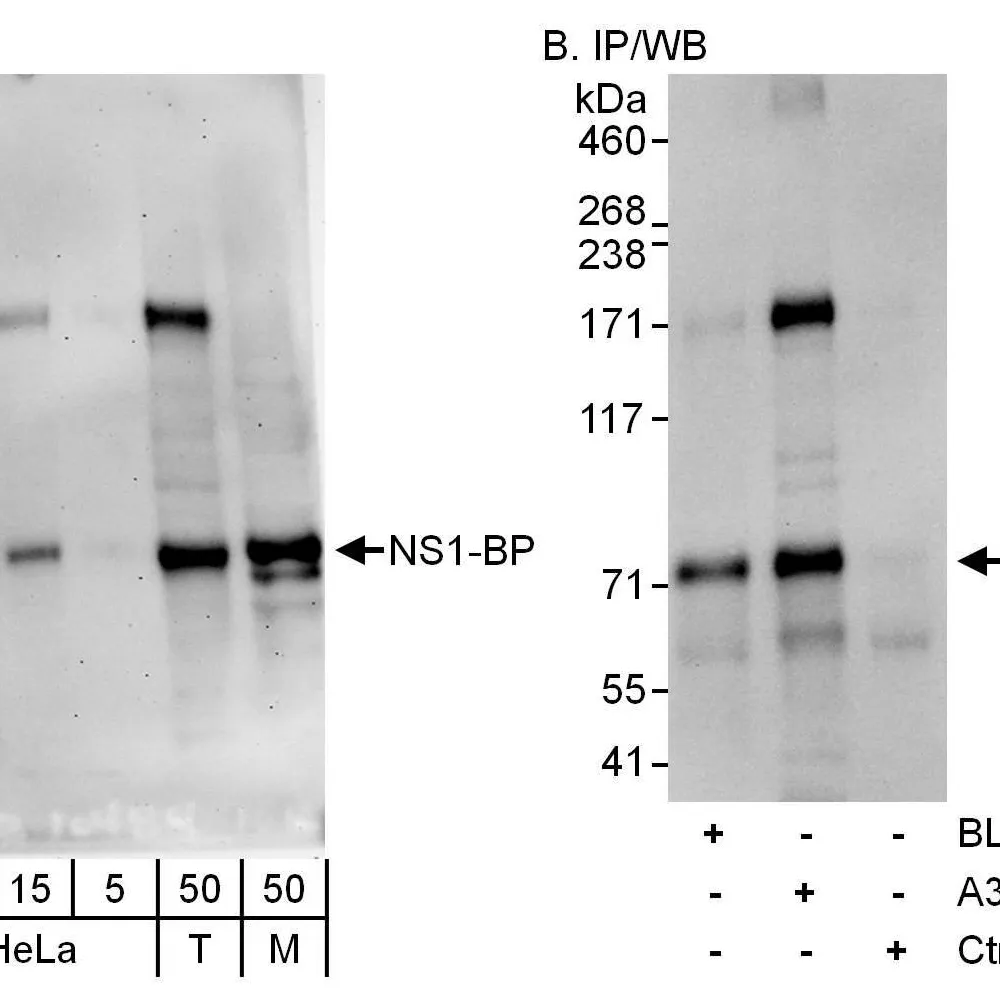 Rabbit anti-NS1-BP Antibody, Affinity Purified
