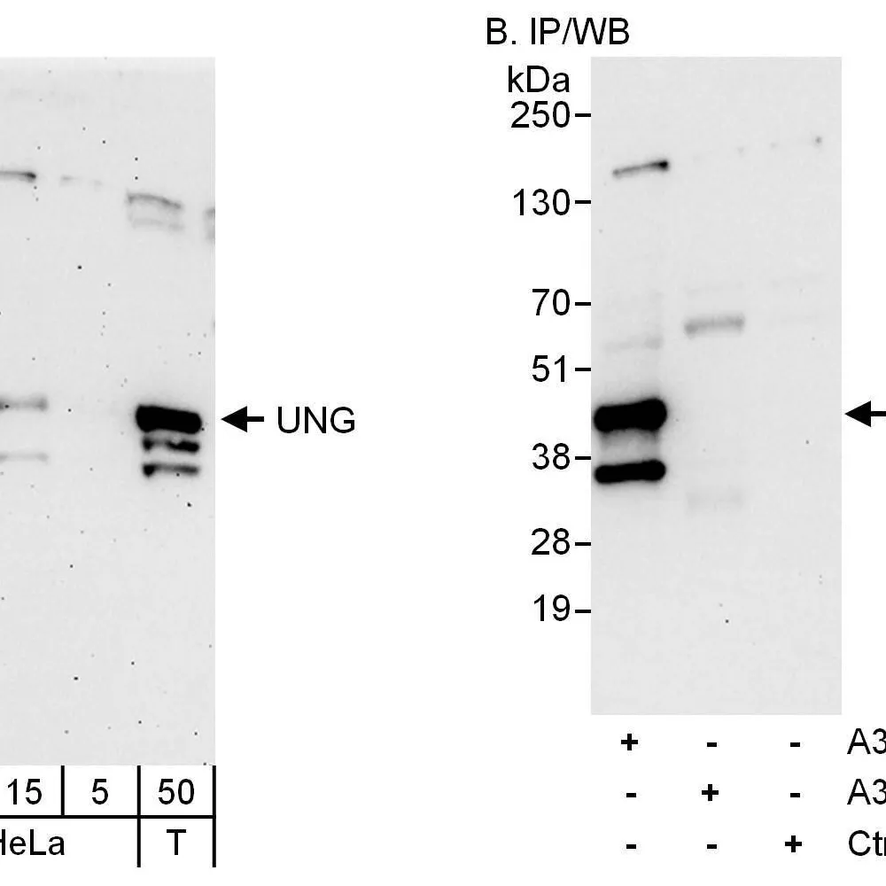 Rabbit anti-UNG  Antibody, Affinity Purified