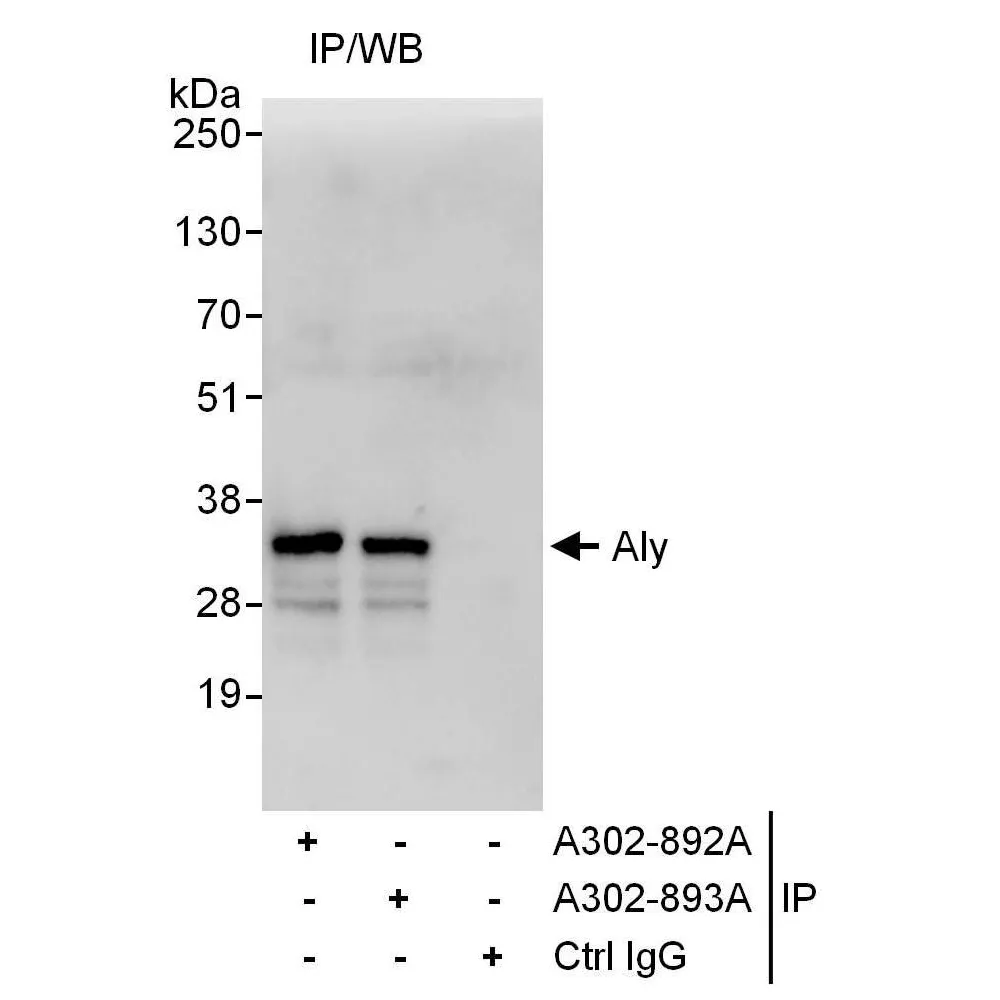 Rabbit anti-Aly Antibody, Affinity Purified